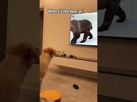 He thinks it’s real.🤣📺#dog #funnydog #dogbehavior #funny #doglife #foryou #fyp #petlover