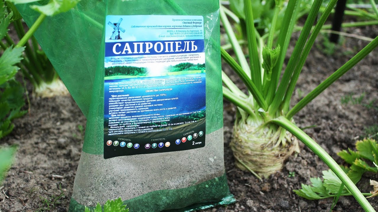 Вековой эликсир плодородия сапропель. Что это такое