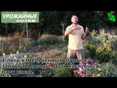 Это поможет! Необычный способ подготовки участка под огурцы, картофель, землянику и овощи!