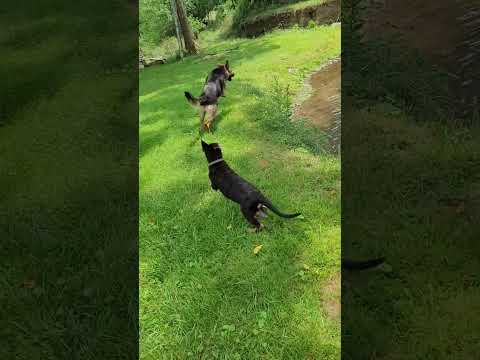 Animales que arriesgaron su vida por amor 💔🐕