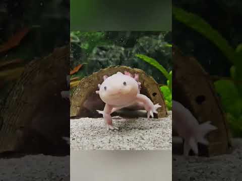 🥇 Unbelievable Creature: जिसे मछली समझकर घर लाई, सच जानकर हैरान रह गई! 😲✨