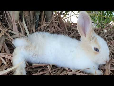 This new MY RABBIT SOO Cute She Play With Camera To Take Her Lovely feature might save you some day