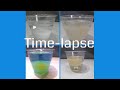Egg Osmosis Experiment Concepts