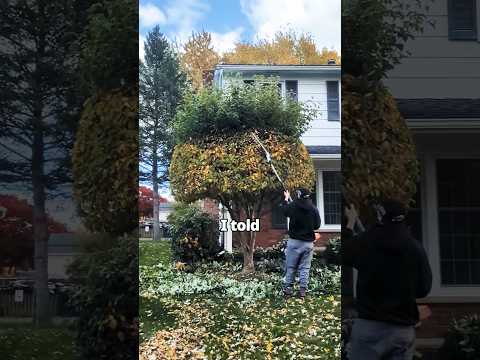 This Guy Was HEATED! #tree #trimming #grassmastermatt #shorts