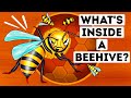 Bee Behavior and Hive Functions