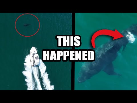 Boat Hits Great White Shark | First Ever Footage?