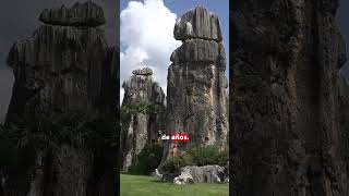 ¡Un BOSQUE donde los árboles son de PIEDRA! 🗿🌲