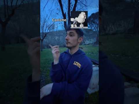 #humorviral #humorperros #humormascotas #perrosderisa #videosdeperros #memesdeperros