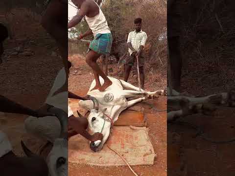reckla race #theni #trending #medical #jallikattu #shorts