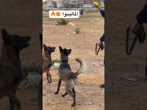 شنو كتعجبك شاربوني ولا صفرة ؟ 🔥🔥🩸