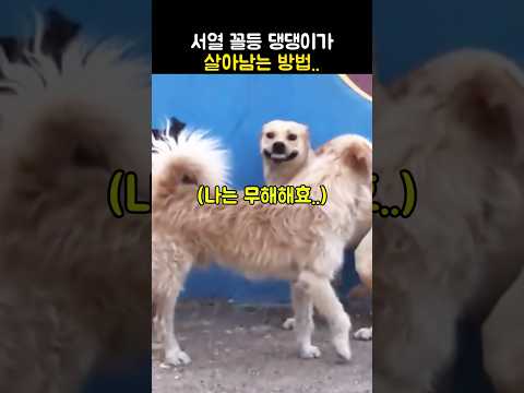 서열 꼴찌 댕댕이의 처세술
