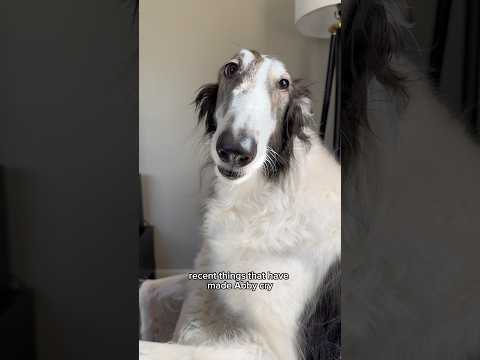 more recent things that have made abby cry #borzoi #lifeishard #shorts #snoot #dogs