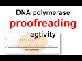 DNA Replication Proofreading Concepts