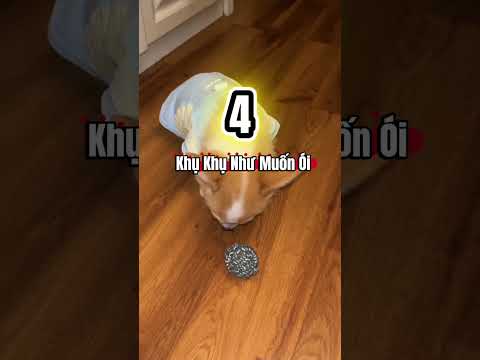 Chó đang bị đau nhưng bạn vẫn chưa biết