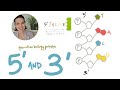 Nucleic Acids and Directionality Concepts