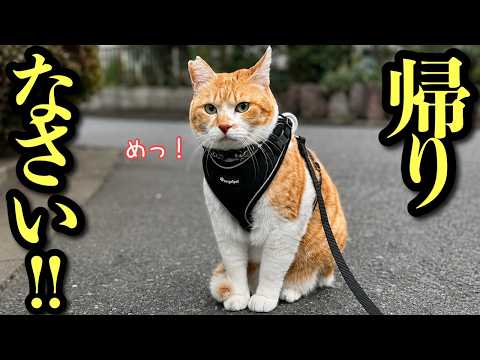 家出娘を家まで送り届ける猫がかっこよすぎる