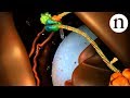 Small RNA Functions and Mechanisms