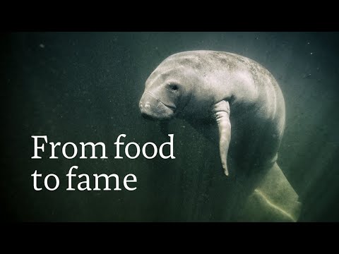 YouTube video thumbnail: How Manatees won Over an Entire Village