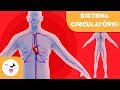 Sistema Circulatório e Funções do Coração