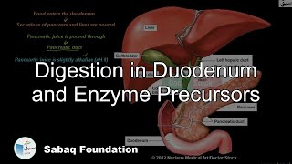 Digestion in Duodenum and Enzyme Precursors