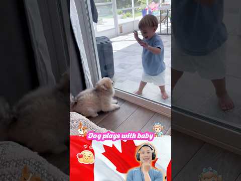 Dog plays with baby 🐕👶💕 #Shorts #baby #pet #love #cute #dog #bestfriend #playtime #puppy