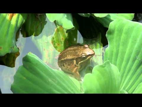 腹斑蛙 - YouTube(23秒)