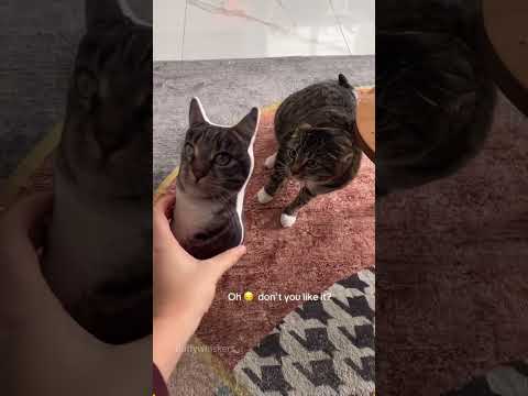 The cat has the biggest courage in the world.#cat #catsoftiktok #catlover #funny #funnyvideos