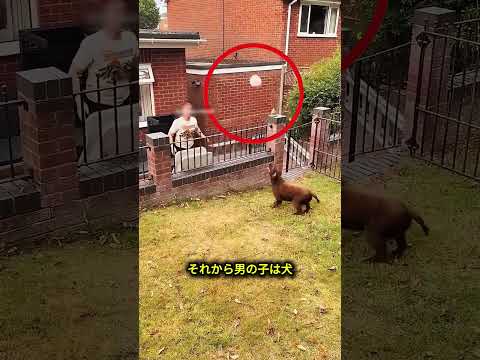 ボールを返して一緒に遊んだ犬 ⚽🐶