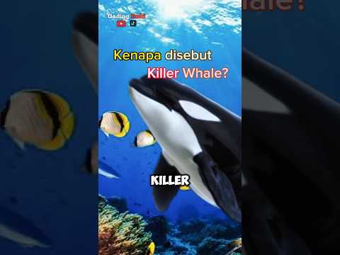 Terlalu Cerdas! Cara Paus Orca Ajarkan Anaknya Berburu Hiu dan Anjing Laut
