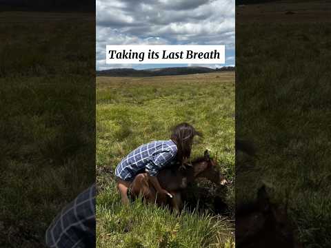 Little horse rescued in few seconds before death