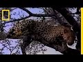Warthog Family Dynamics and Survival