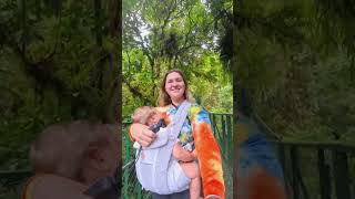 Hanging Bridges in Monteverde with a Toddler | Mom life in Costa Rica
