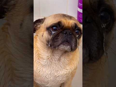 ¡El truco GENIAL para bañar a un perro que odia el agua! 🐶🪤😂 #shorts