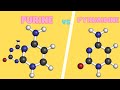 Purines and Pyrimidines Concepts