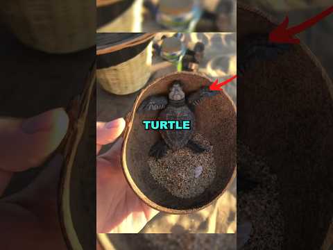 RELEASING SEA TURTLE! #cute #heartwarming #kindness #love #turtles #animalrescue #animals #baby