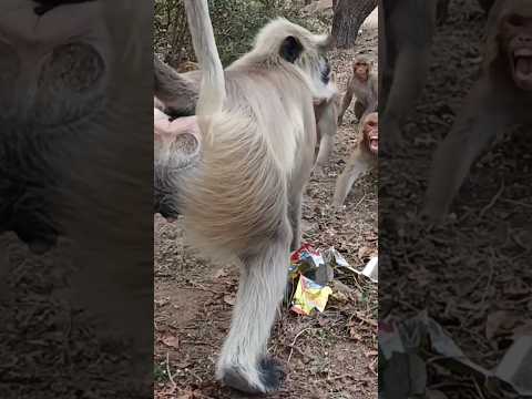 langur with monkey fightलंगूरजी की कुश्ती बंदरजी नाराज हो रहे🦍🐒😂🤣😭😀#langurmonkey#shorts#monkeyfight