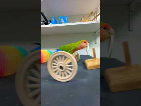 Bird Training:smart lovebird parrot l smart little cute parrot  #training#smartparrot#cute