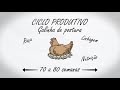 Iluminação e Produção de Ovos