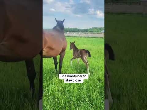 Close call no one saw coming… except mom 😳 #horse #babyanimals #equestrian #viral #foal #mom #oops