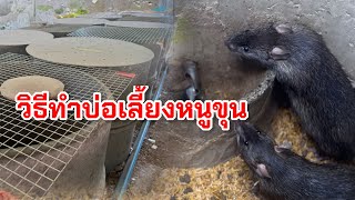วิธีทำบ่อเลี้ยงหนู บ่อเลี้ยงหนูขุน