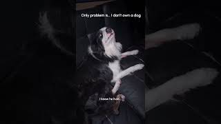 My Neighbors Dog Keeps Sneaking Into My House...