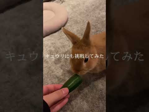 【うにぴの】ディズニーは病気？？？#shorts