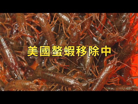 【外來種入侵】美國螯蝦移除中｜繁殖力驚人危害台灣生態 (我們的島 1135集 2021-12-13) - YouTube(13分36秒)
