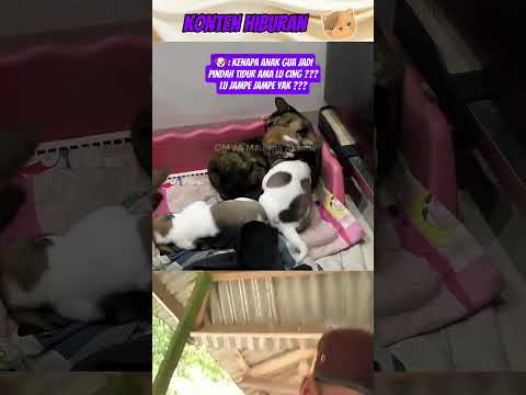 mother puppy ‼️#lucu #funny #shortvideo