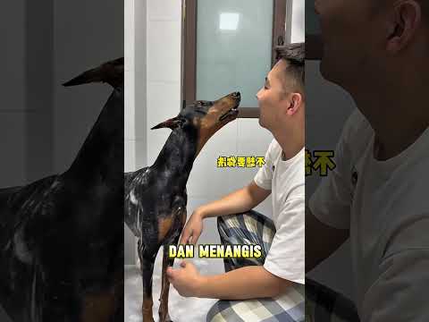 Bidu Tolak Mandi Sama Papa,Kabur Cari Mama Buat Mandi Ulang!😂#shorts #anjing #animals