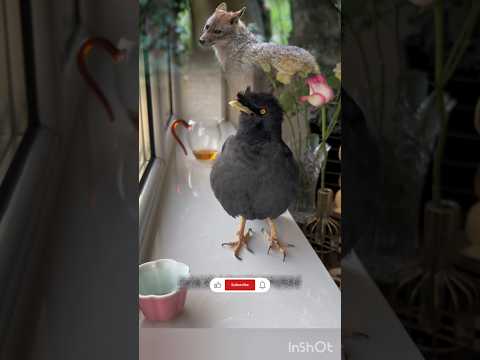 Mithu, you call like a fox and make everyone hear.#talkingbirds #shalikpakhi
