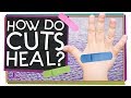 Understanding How Our Body Heals