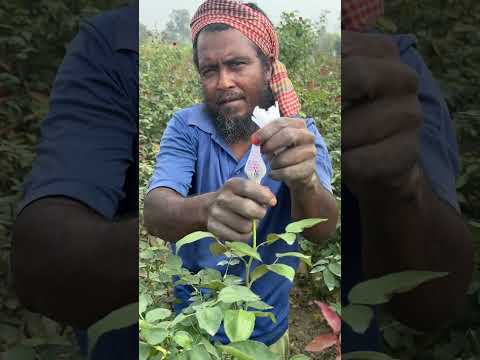 গোলাপ ফুলে কেন ক্যাপ পরায়।