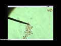 Transport Mechanisms in Yeast Cells