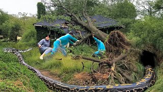 Monster Python Lurks in the Bushes! Brave Hunter Cleans a Dangerous Haunted Abandoned House!